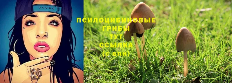 маркетплейс какой сайт  Верхнеуральск  Псилоцибиновые грибы Psilocybine cubensis  где продают наркотики  KRAKEN сайт 